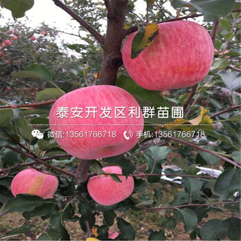 2019年红色之爱苹果苗新品种