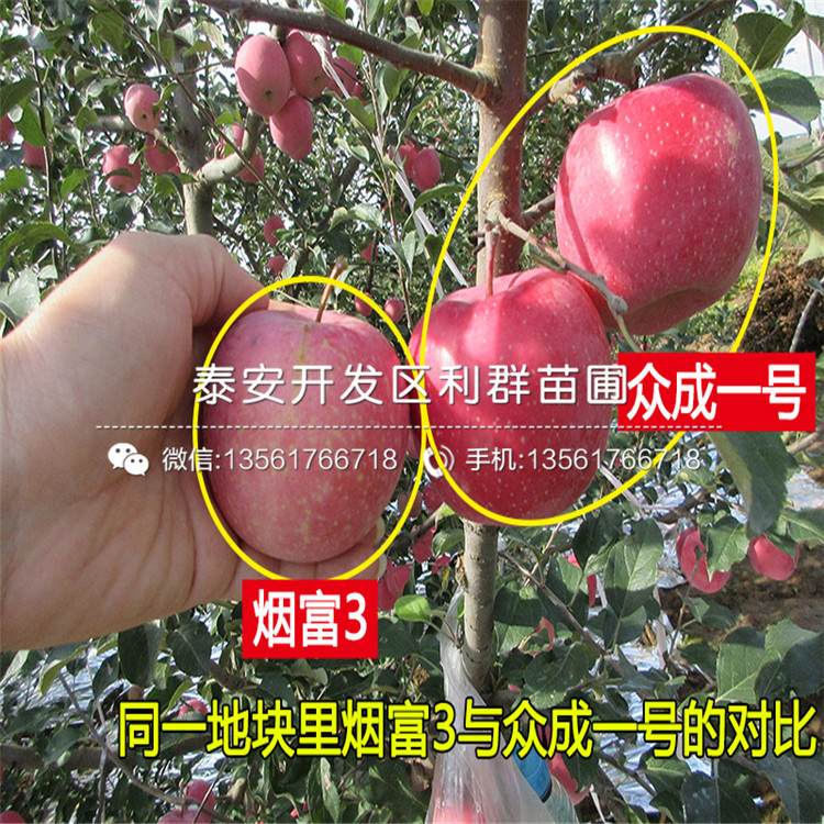 红色之爱苹果树苗新品种