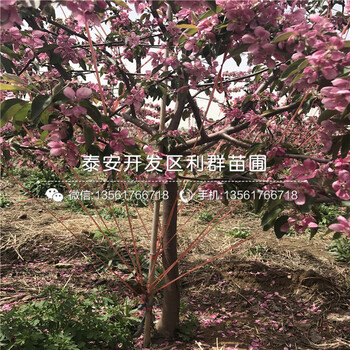 山东蜜脆苹果树苗市场价格