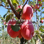 泰安润太一号柱状苹果树苗价格图片0
