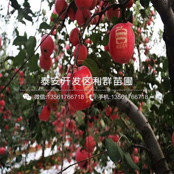 蘋果樹苗出售、2019年蘋果樹苗價(jià)格