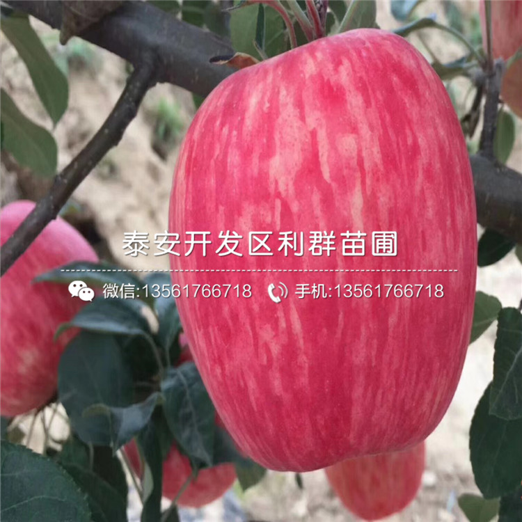 山东红富士苹果树苗报价