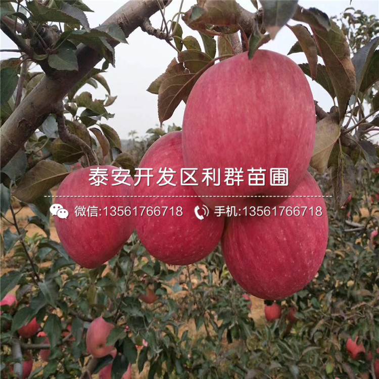 中秋王苹果树苗品种简介、中秋王苹果树苗多少钱一棵