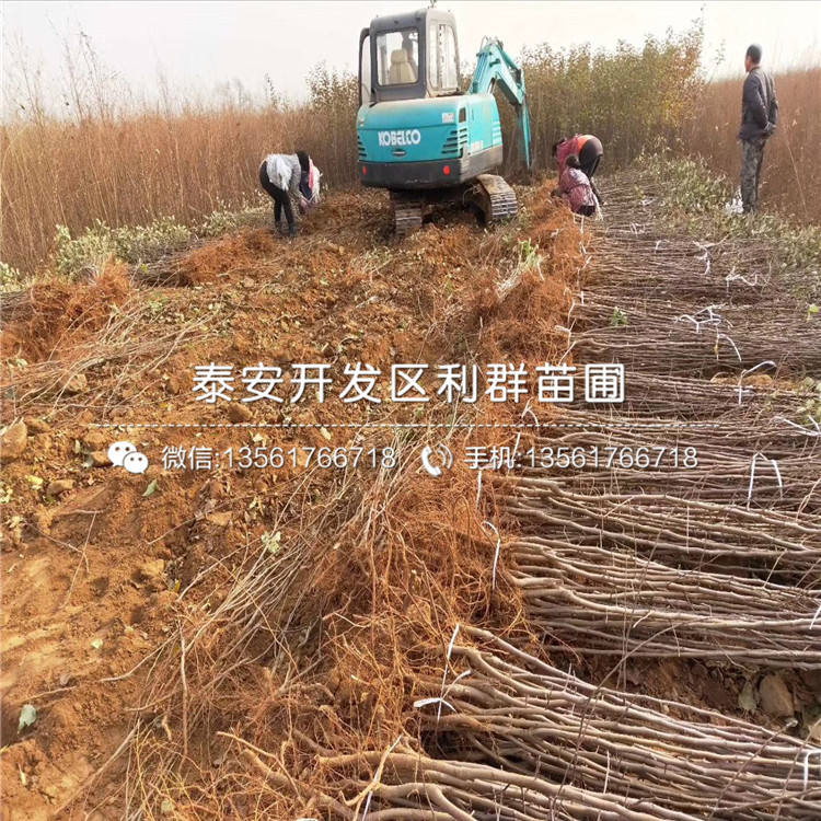 烟富0号苹果苗价格、烟富0号苹果苗报价