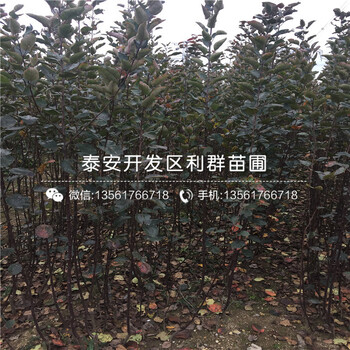 2019年短枝红富士苹果苗新品种