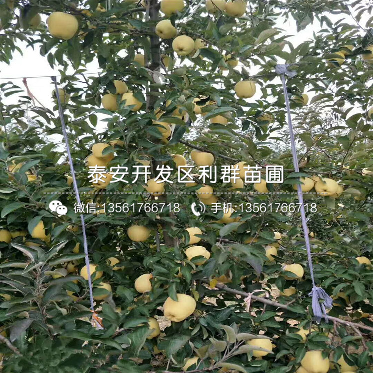 山东藤木一号苹果苗新品种