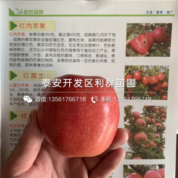 2019年世界1号苹果树苗报价、世界1号苹果树苗多少钱一棵