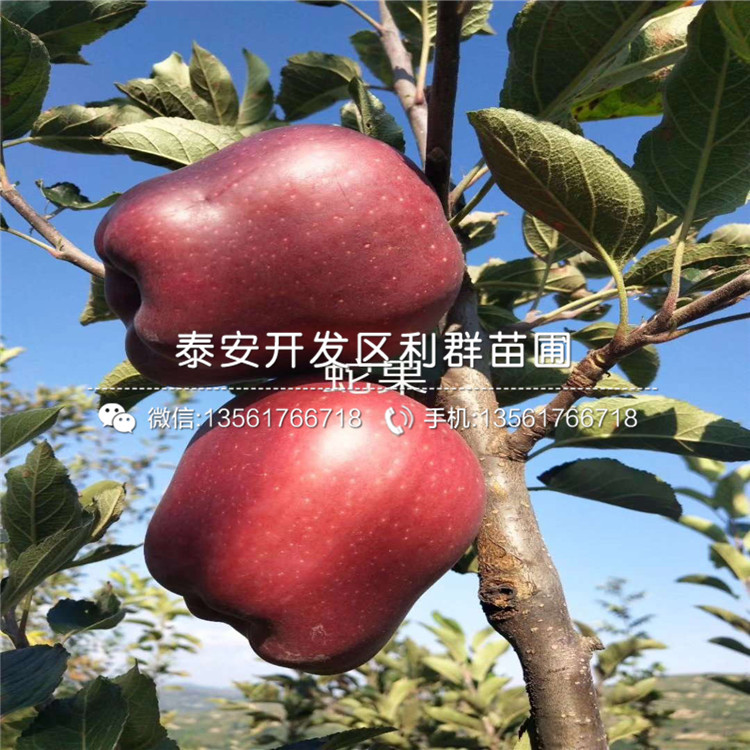 红色之爱苹果树苗新品种