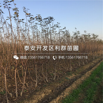 山東長富蘋果苗出售、山東長富蘋果苗價格