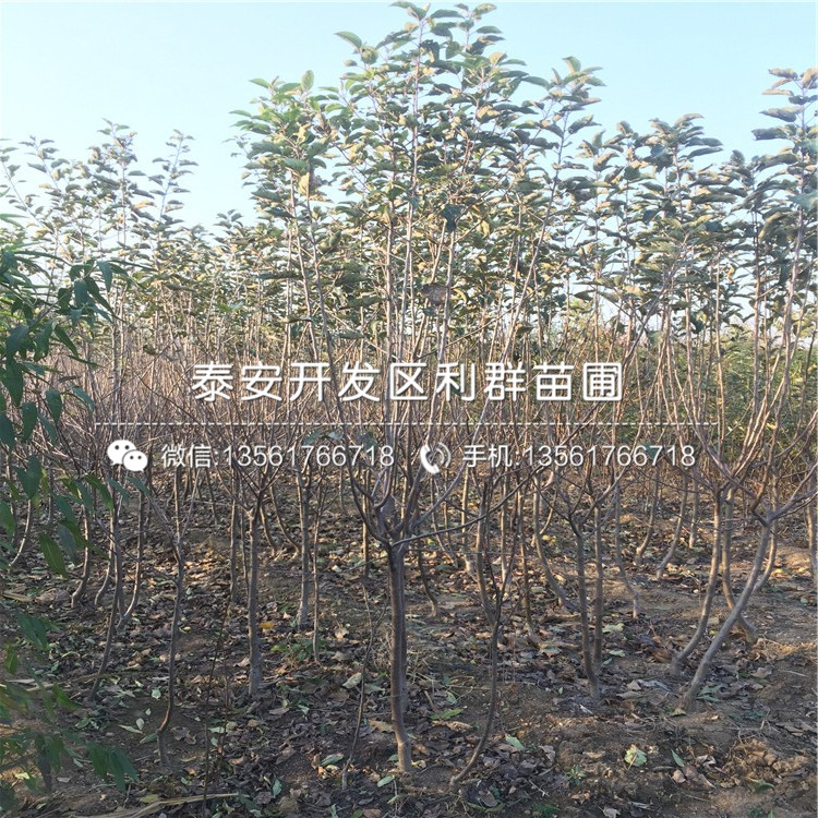 泰安润太一号柱状苹果树苗价格