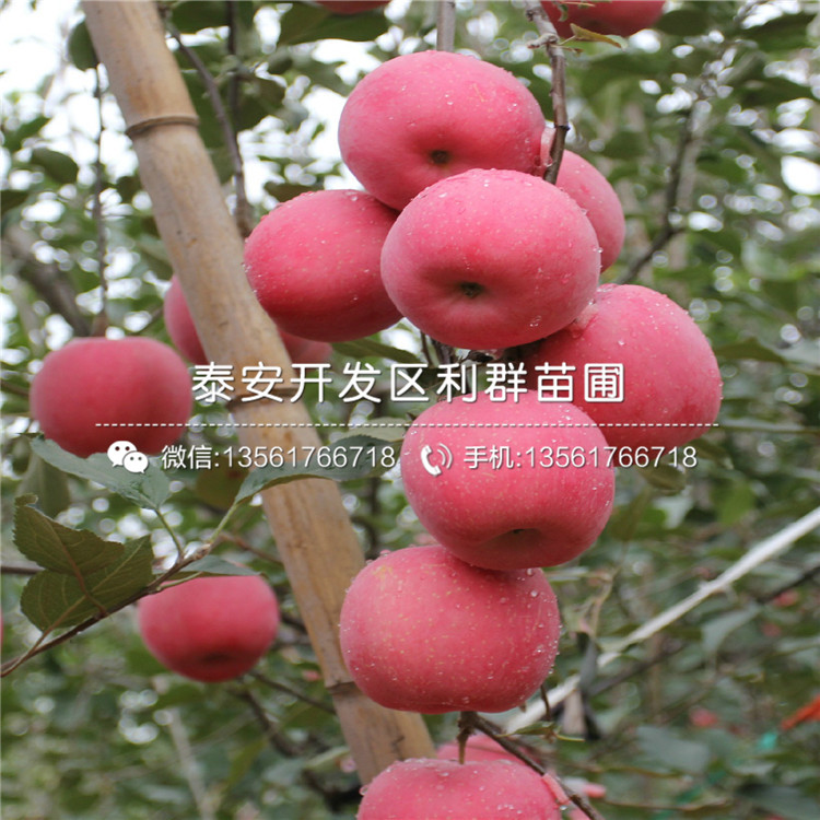 矮化M26苹果树苗哪里有卖、矮化M26苹果树苗价格是多少