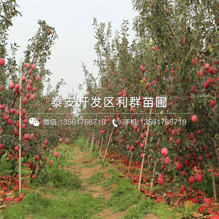 哪里有双矮苹果树苗出售、2019年双矮苹果树苗价格