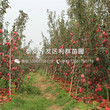 矮化m26苹果树苗新品种、2019年矮化m26苹果树苗价格图片