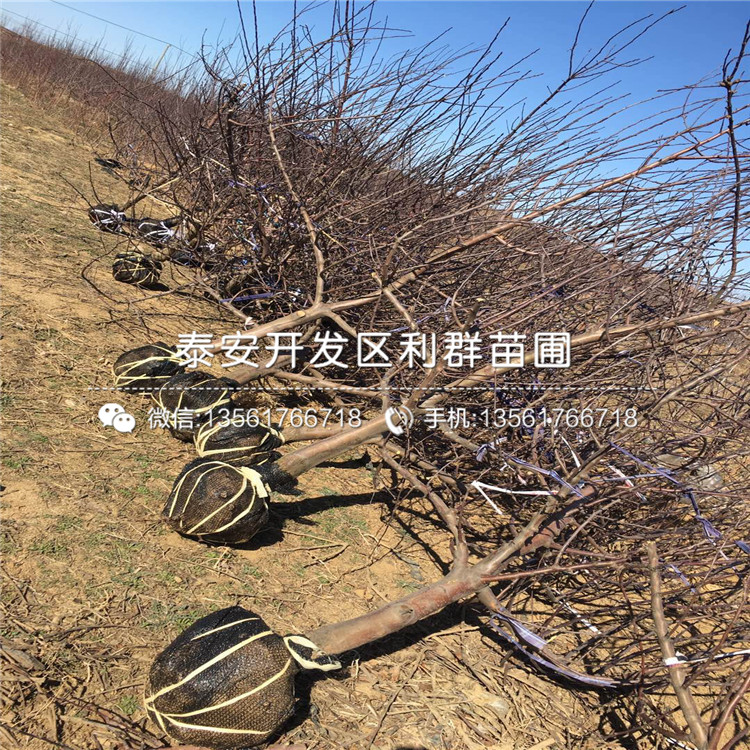 m26苹果树苗批发价格