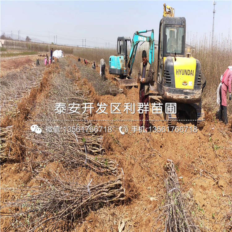 长富苹果苗市场价格、长富苹果苗多少钱一棵