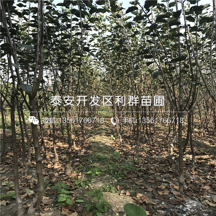 泰安润太一号柱状苹果树苗价格