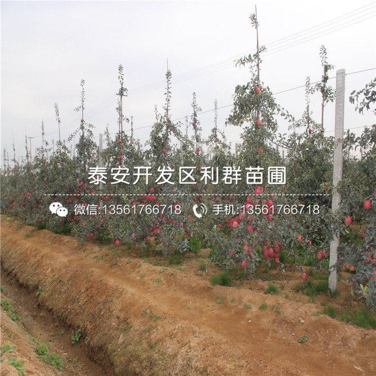 短枝红富士苹果树苗价格、短枝红富士苹果树苗出售