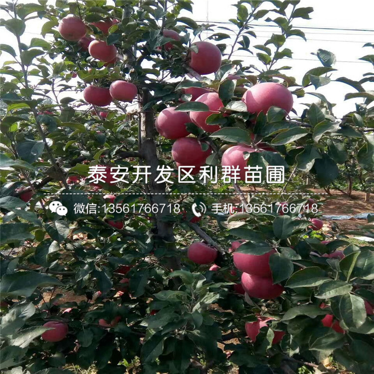 苹果苗品种简介、苹果苗多少钱一棵