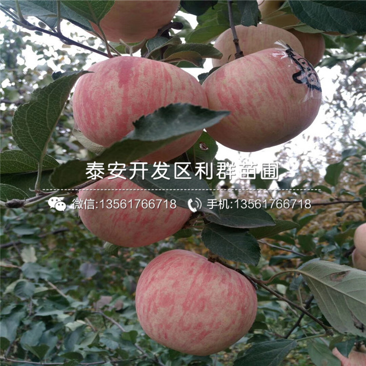 2019年M9T337苹果苗新品种
