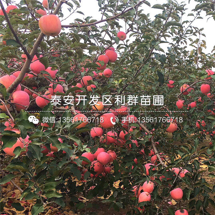 山东富士苹果苗、山东富士苹果苗基地