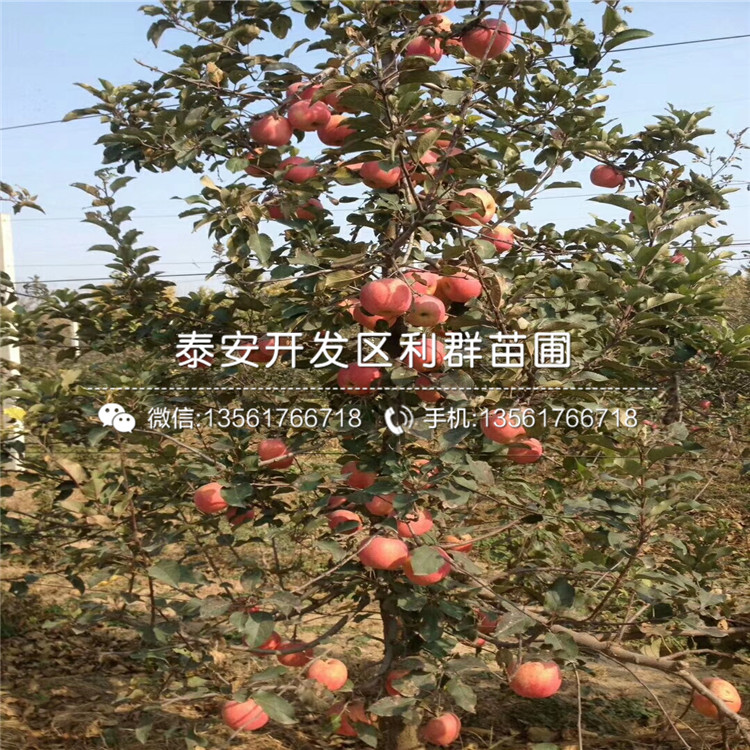 山东红元帅苹果苗品种、山东红元帅苹果苗新品种