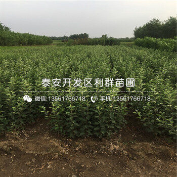 2019年神富1號蘋果樹苗價(jià)格