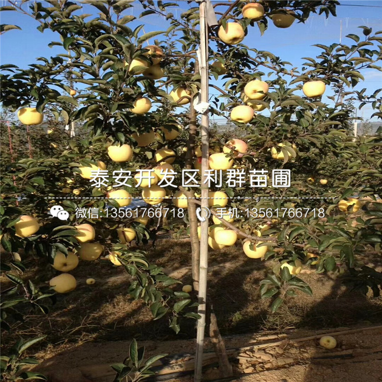 新品种矮化M9T337苹果树苗、新品种矮化M9T337苹果树苗价格
