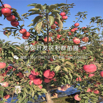 双矮苹果树苗出售价格、双矮苹果树苗批发基地