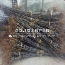 矮化m9t337苹果树苗报价图片
