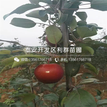 苹果树苗新品种、苹果树苗价格多少