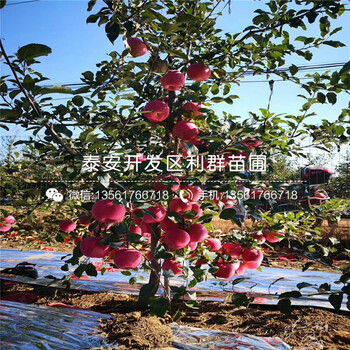 红露苹果树苗品种介绍、2019年红露苹果树苗价格