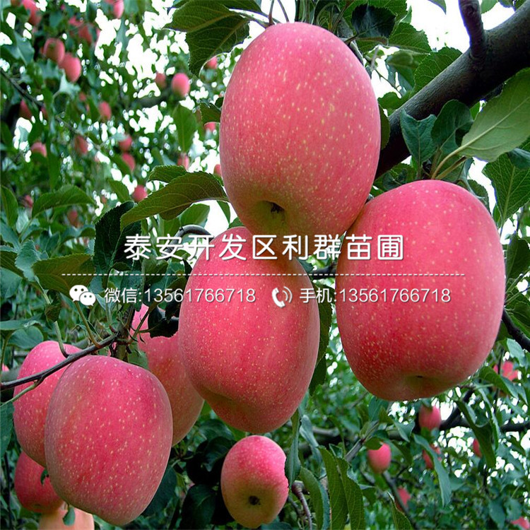 花牛苹果树苗品种