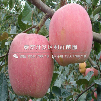 矮化M26苹果树苗哪里有卖、矮化M26苹果树苗价格是多少