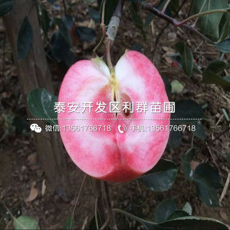 山东花牛苹果树苗出售、山东花牛苹果树苗价格