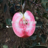 山东世界1号苹果树苗新品种、山东世界1号苹果树苗价格多少图片4