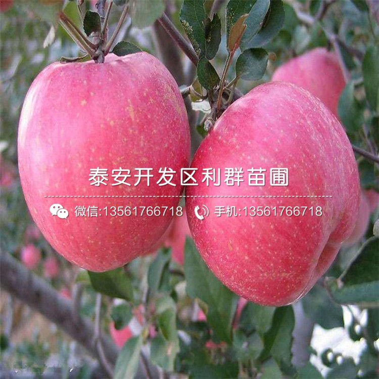新品种红元帅苹果苗、新品种红元帅苹果树苗多少钱一棵