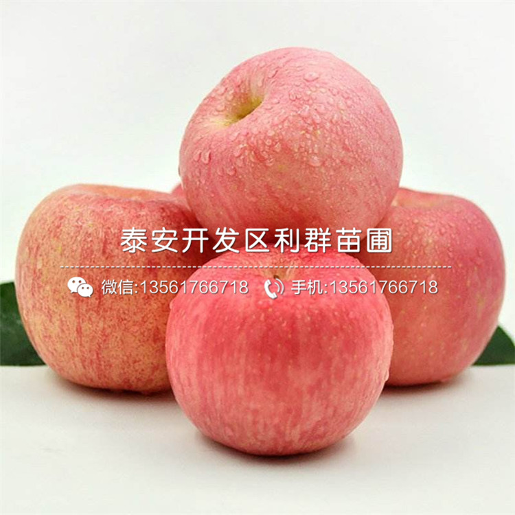 短枝红富士苹果苗品种简介、短枝红富士苹果苗多少钱一棵
