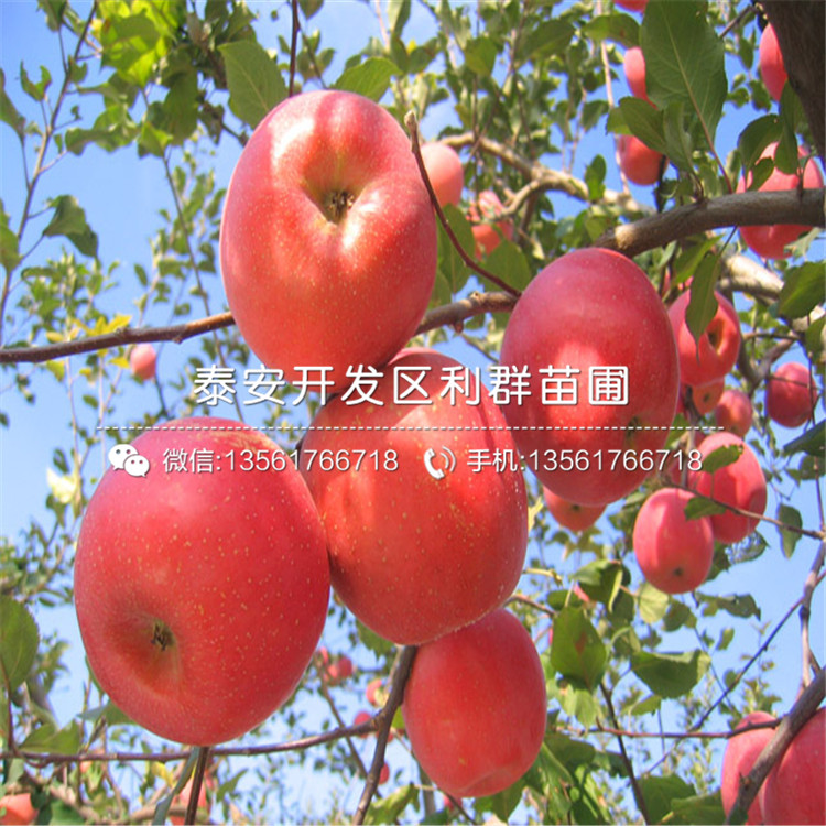 山东世界1号苹果树苗新品种、山东世界1号苹果树苗价格多少
