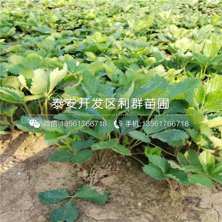 一棵牛奶草莓苗、一棵牛奶草莓苗多少钱