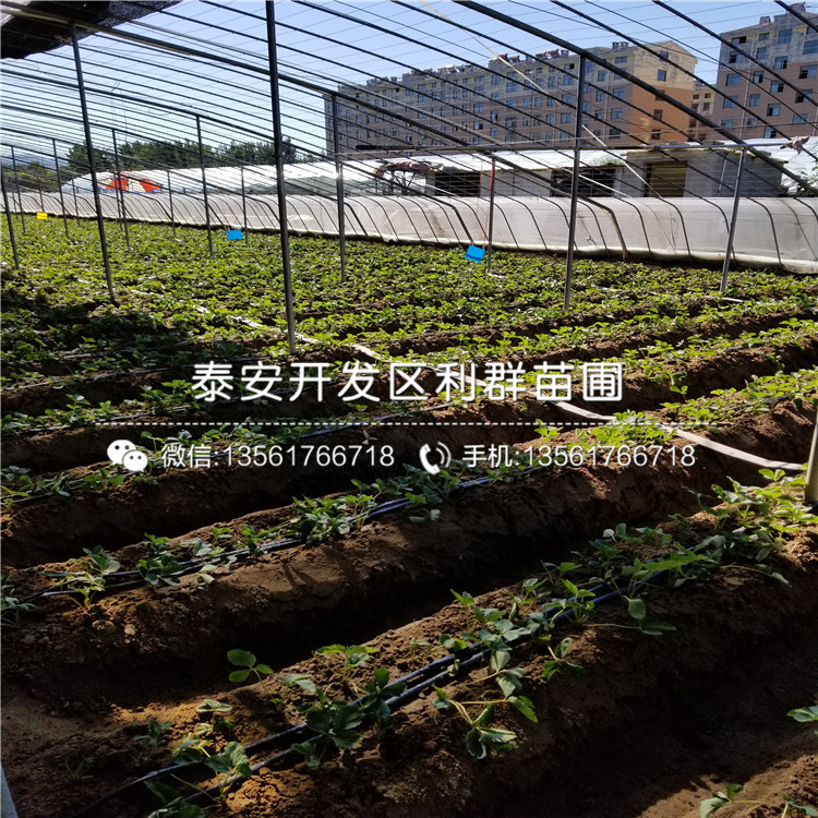 大棚草莓苗价格、大棚草莓苗基地