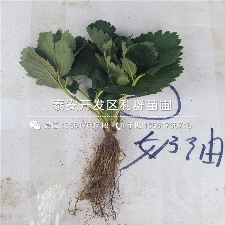 哪里有卖牛奶草莓苗的、牛奶草莓苗多少钱一棵