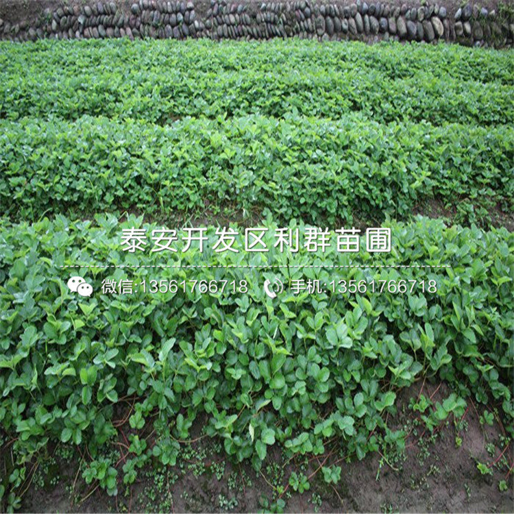 山東京桃香草莓苗、山東京桃香草莓苗批發(fā)基地