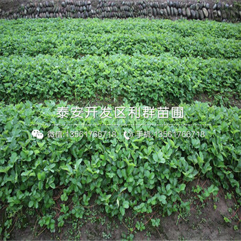 紅玉草莓苗、紅玉草莓苗報(bào)價(jià)