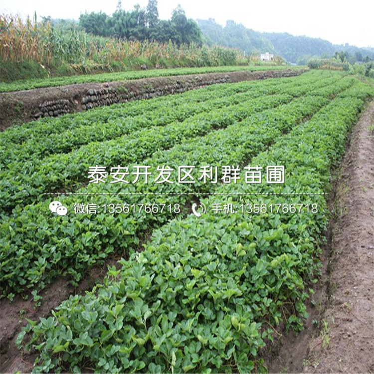 艷麗草莓苗出售基地、艷麗草莓苗價(jià)格及報(bào)價(jià)