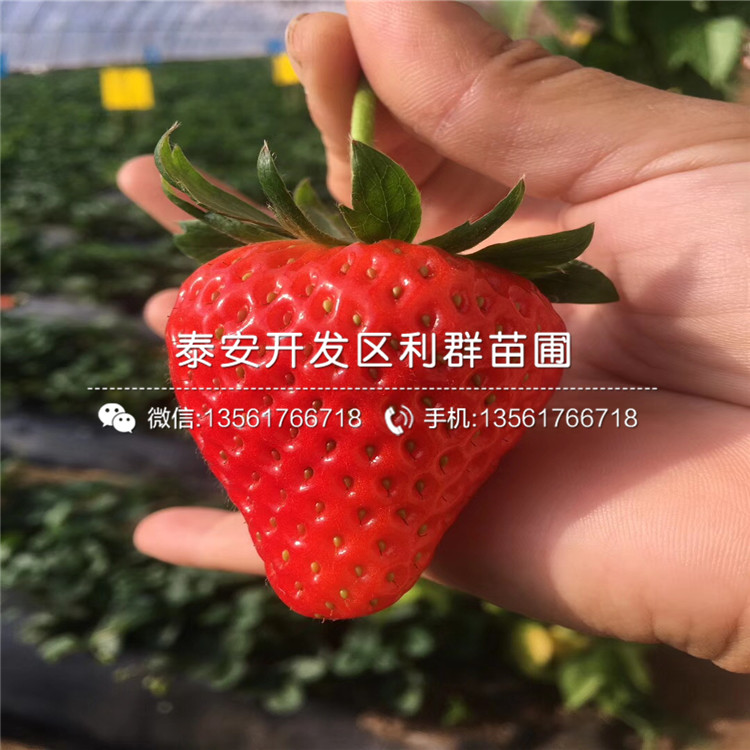 京郊小白草莓苗多少钱一株