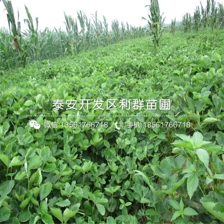 盆栽草莓苗、盆栽草莓苗報(bào)價(jià)及價(jià)格