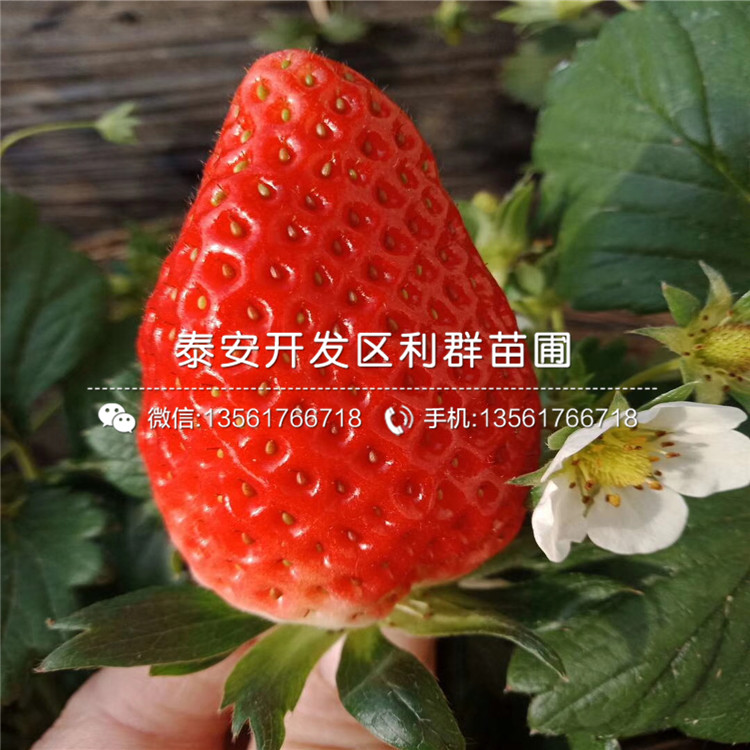 寧玉草莓苗、寧玉草莓苗品種