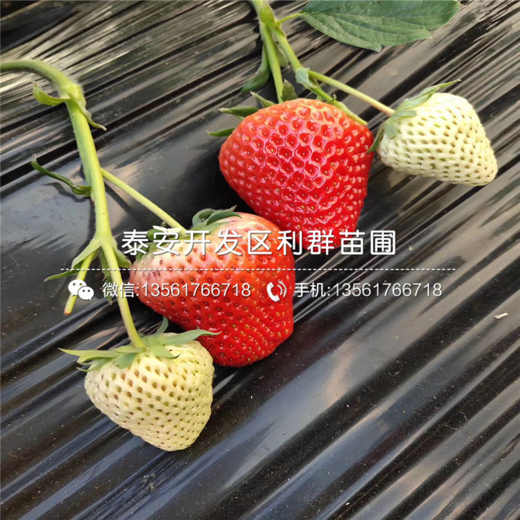 山东菠萝莓草莓苗、山东菠萝莓草莓苗新品种
