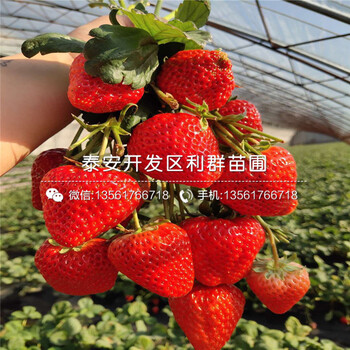 2019年紅臉頰草莓苗、2019年紅臉頰草莓苗價格
