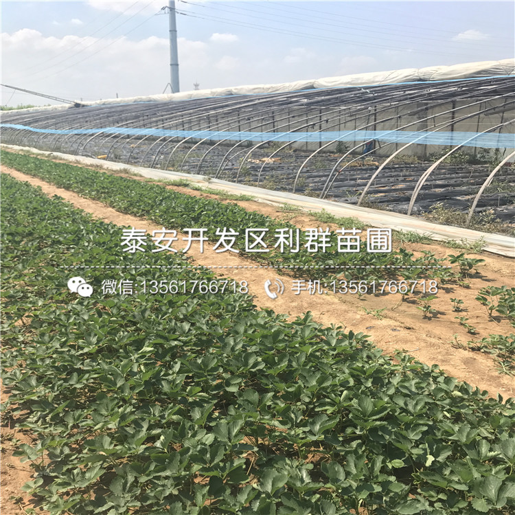 牛奶草莓苗多少錢一棵
